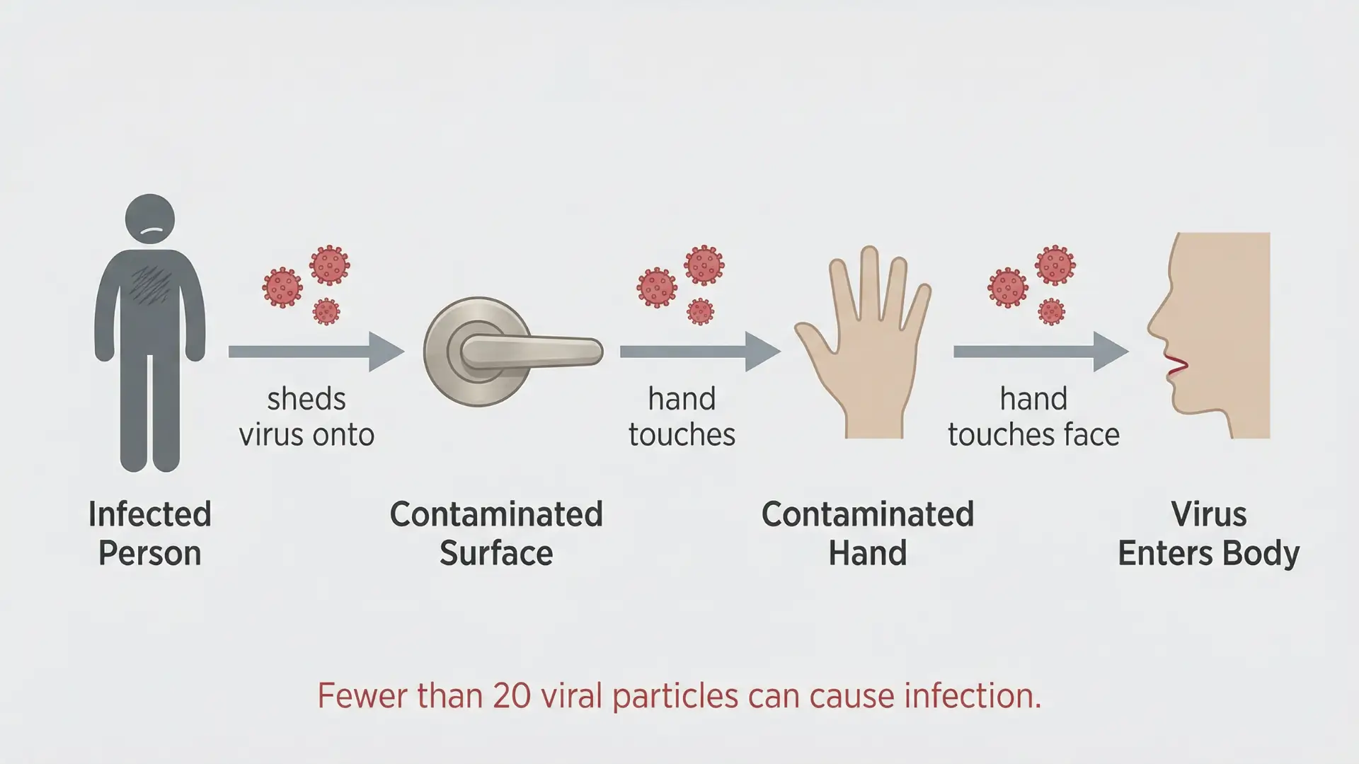 How Does Norovirus Spread?