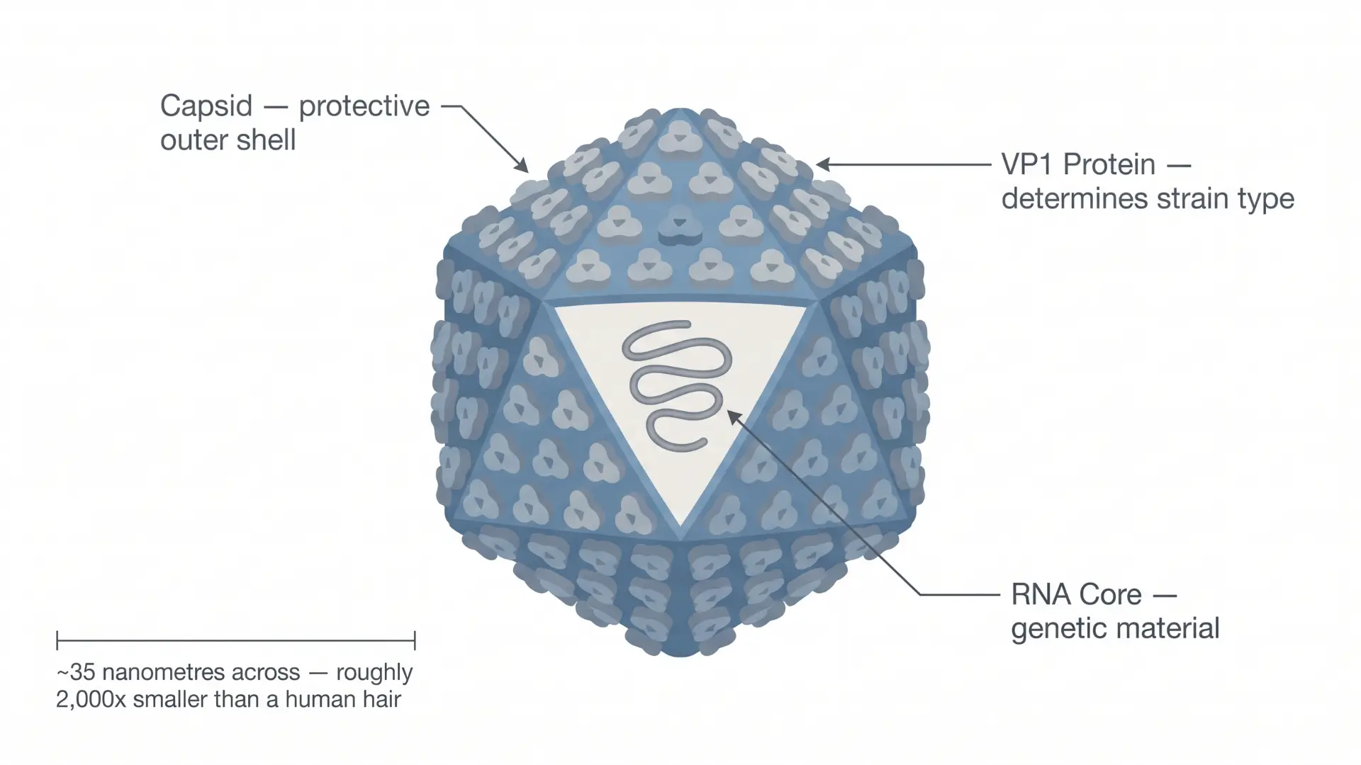 What Is Norovirus, Exactly